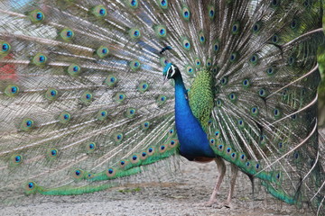 Obraz premium 孔雀