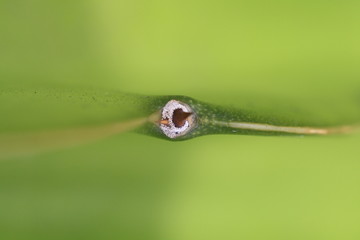 Kaktus hylocereus undatus