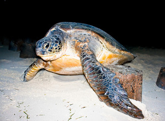 Loggerhead Sea Turtle returning to the ocean at night