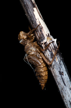 Dragonfly larval case