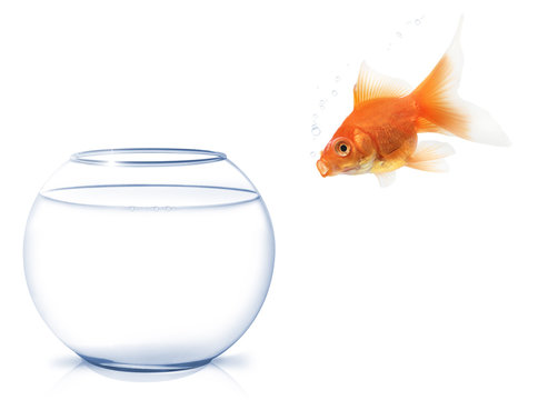 Goldfisch und Glas.