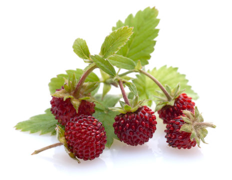Wald - Erdbeeren