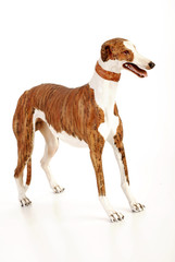 GREYHOUND RAZZA LEVRIERO