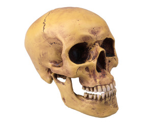 Obraz premium Totenkopf