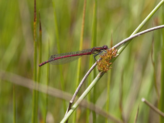 large red damselfly