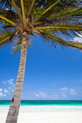 Fototapeta na wymiar Coconut palm na plaży