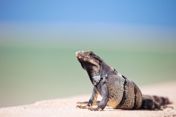 Mexican iguana