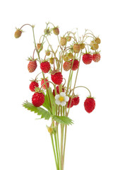 Wild strawberry plant with green leaves and flower