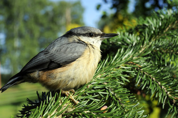 Kleiber_5995