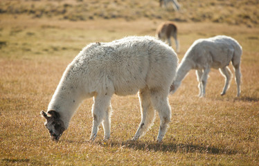Obraz premium Patagonian lamas in Chile, South America