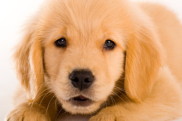 Golden Retriever Puppy