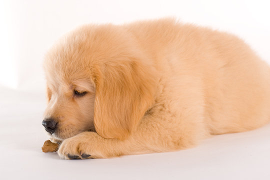 Cute Puppy eating a cookie