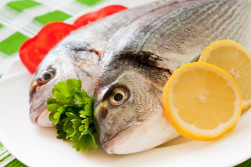 Gilt-head bream