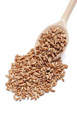 wheat cereals diet food