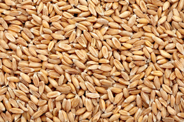wheat cereals diet food