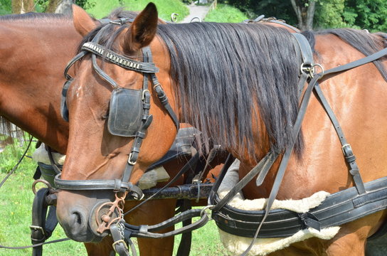 cavallo