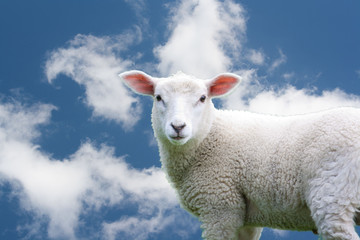 Junges Schaf vor blauem Himmel