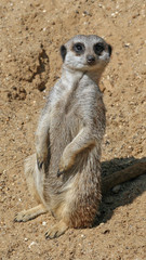 Meerkat 13