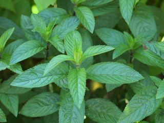 Peppermint © Claudio Divizia