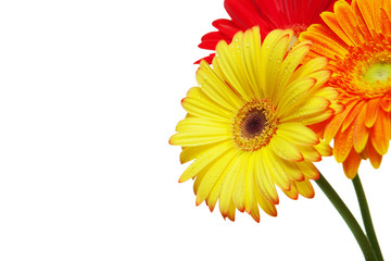 Gerber daisy flowers