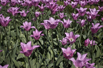 Flower in Kew Gardens