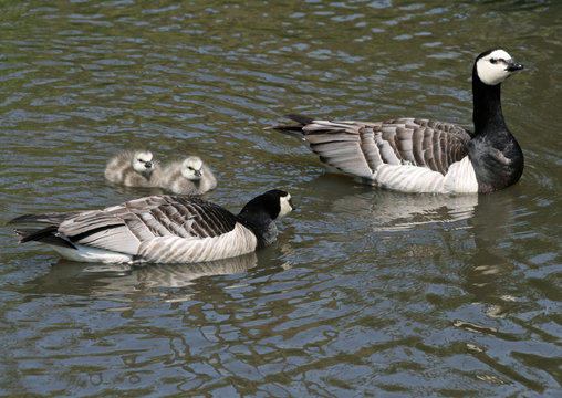 Barnacle Geese and goslings