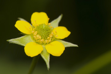 Yellow flower