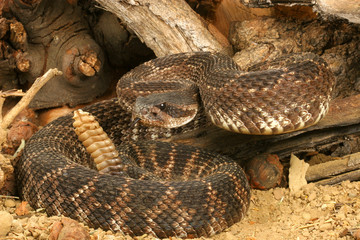 Portrait of a Rattlesnake.