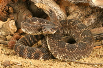 Portrait of a Rattlesnake.
