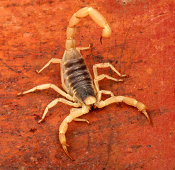 Desert Hairy Scorpion.