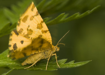 Pseudopanthera macularia