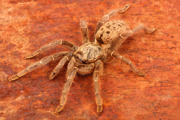 Brown Baboon Tarantula.