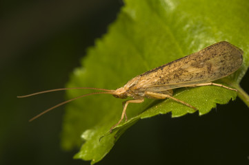 Trichoptera