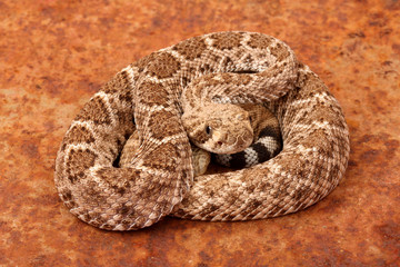 Portrait of a Rattlesnake.