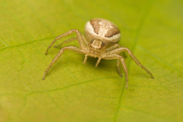 Xysticus