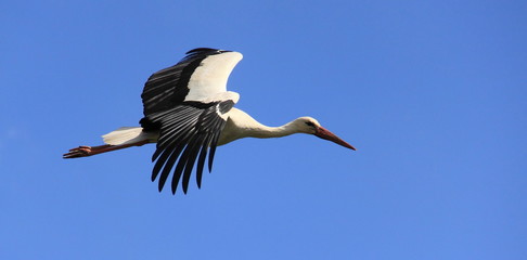 Cigogne