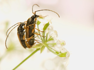 Alosterna tabacicolor