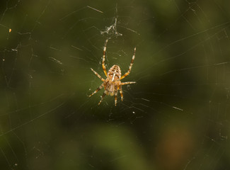 Araniella