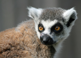 Fototapeta premium Ring-tailed lemur 9