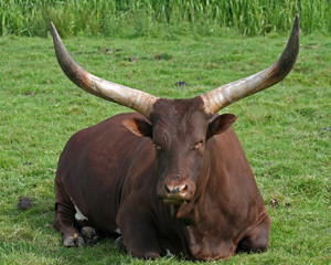 Ankole Cattle
