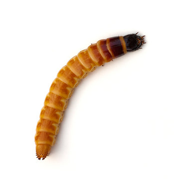 Wireworm