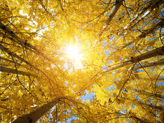 Fall Aspen Trees