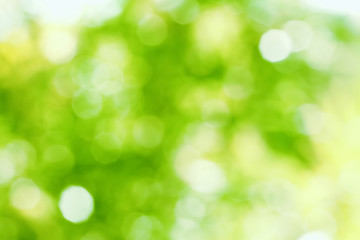 Obraz premium Natural Bokeh