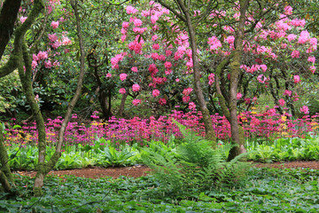 Stunning spring garden in full bloom with Rhododendron.