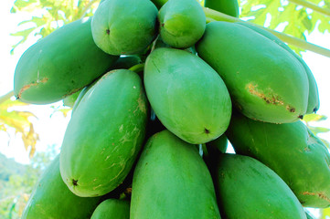 Fresh green papaya fruits on the branch