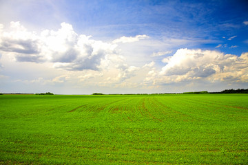 agricultural field