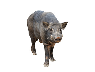 wild boar isolated