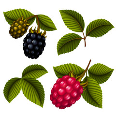 Obraz premium Raspberry