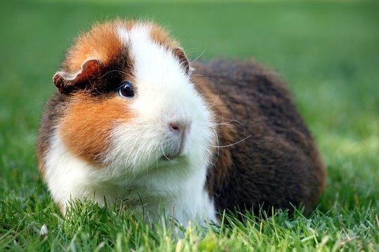 2014-08-25-11-17-26-5D3_9892 Guinea pigs, Cute guinea pigs, Baby guinea pigs