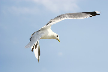 Fototapeta na wymiar Flying seagull on blue sky background